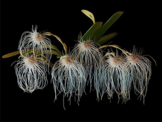 Bulbophyllum medusae